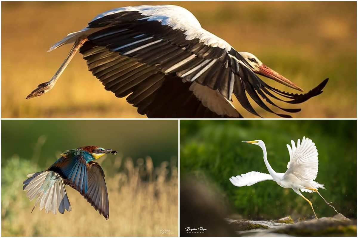 România | Un paradis pentru păsări